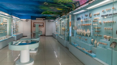 Mamallapuram Seashell Museum